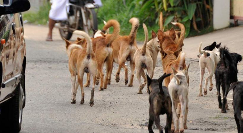 Stray dog attacks