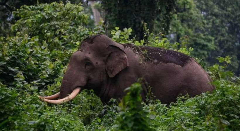 arikomban
