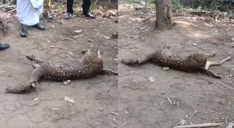DEER FOUND DEAD