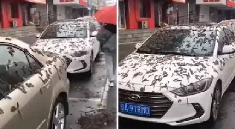 china worm rain fact check