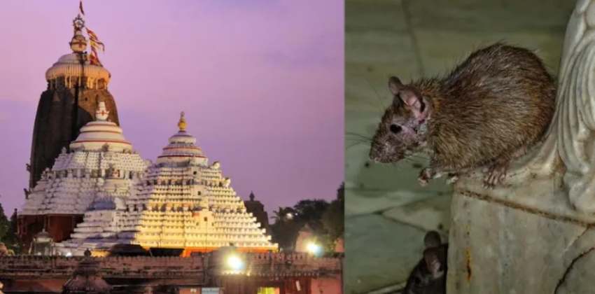 Rats giving sleepless nights to puri jagannath temple authorities