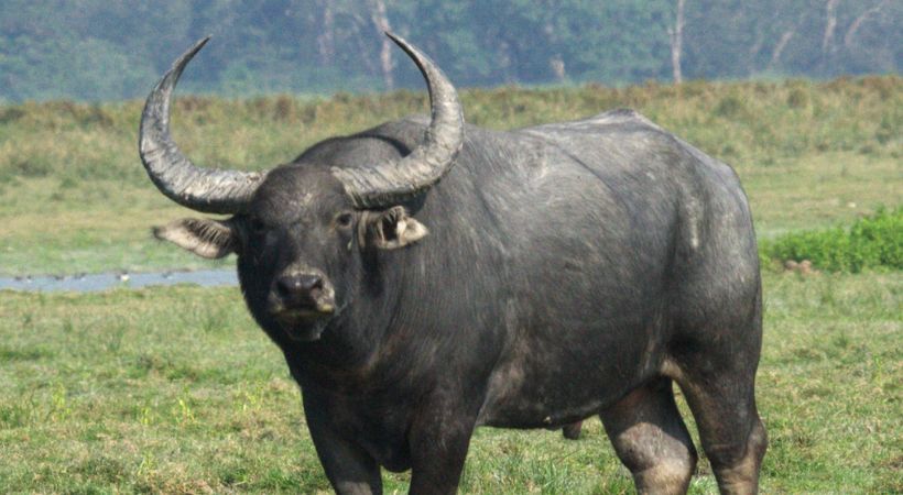 elderly man killed by wild buffalo