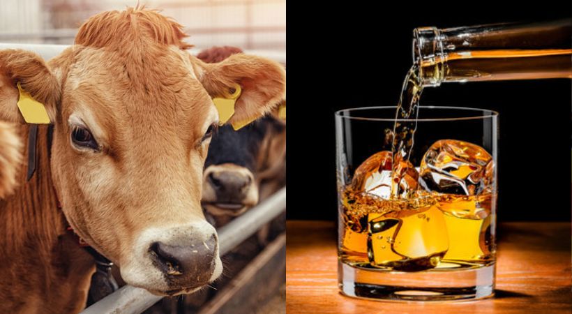 Cow cess for liquor Himachal pradesh