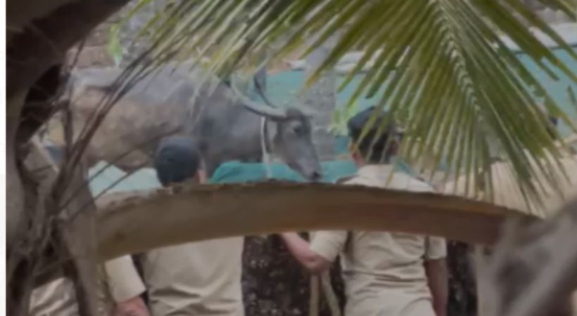 buffalo attack young man died Kasargod