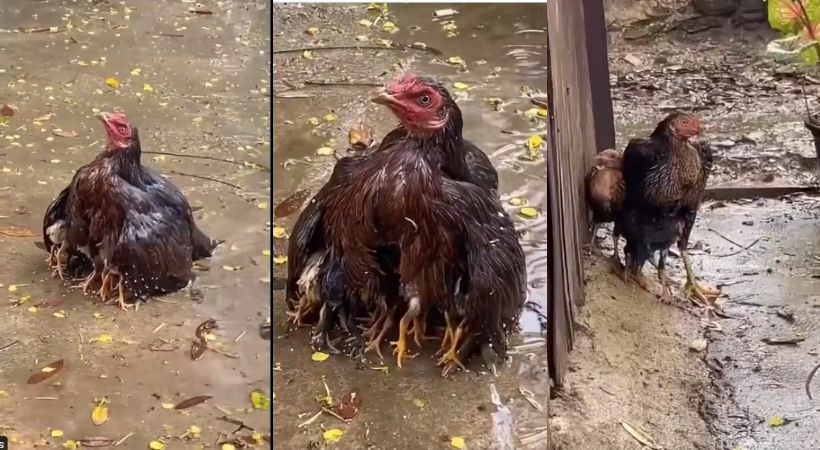 Mother hen shields babies heavy rain