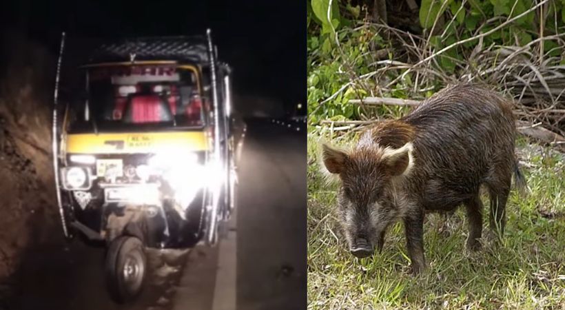 wild boar jumped across and overturned the auto child died