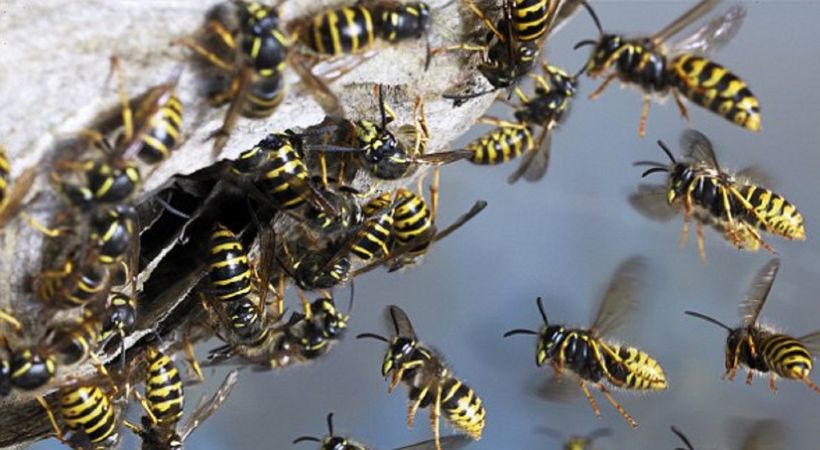 Excise officials attacked by wasps in Vamanapuram