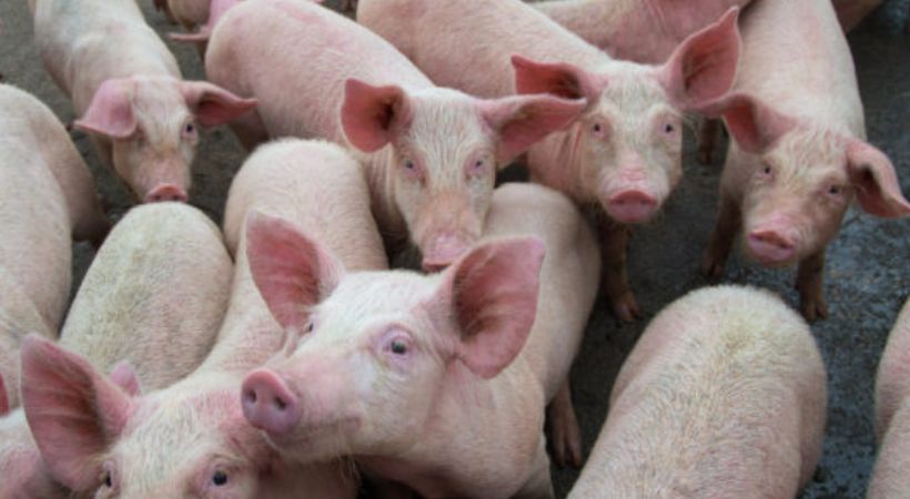 swine flu