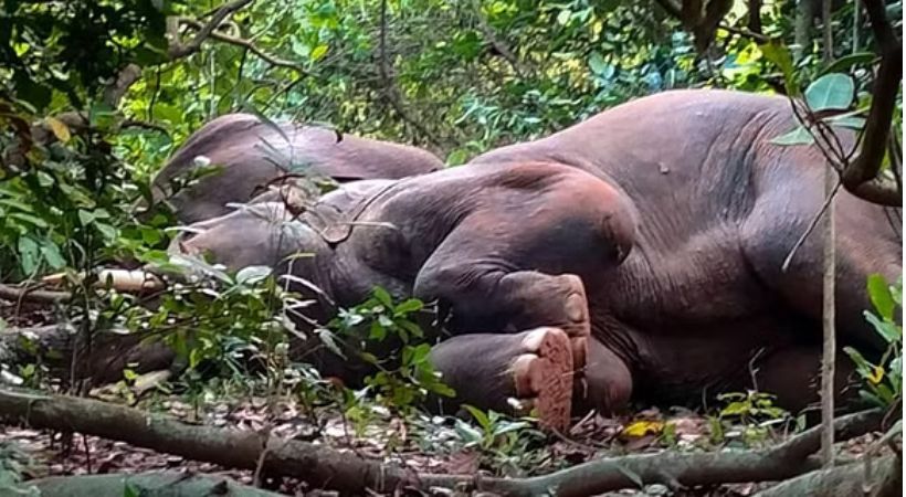 Three wild elephants electrocuted at Dharmapuri district