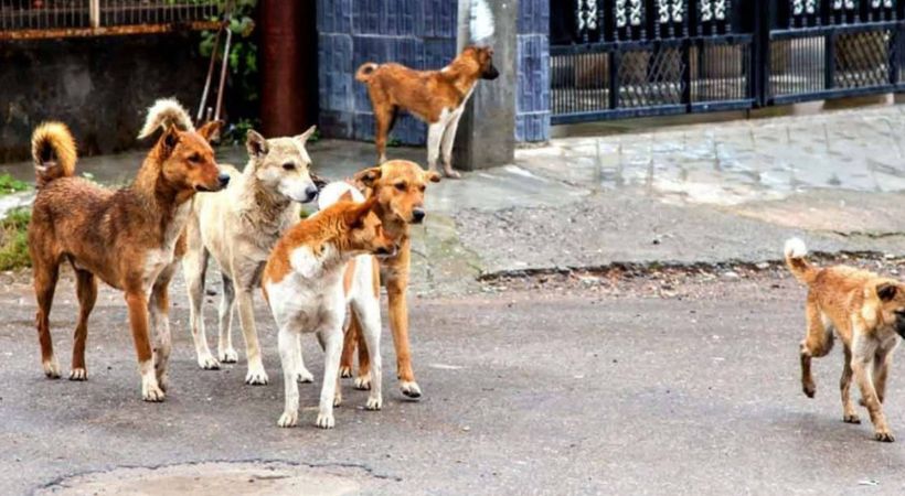 Two brothers killed by stray dogs in Delhi’s Vasant Kunj