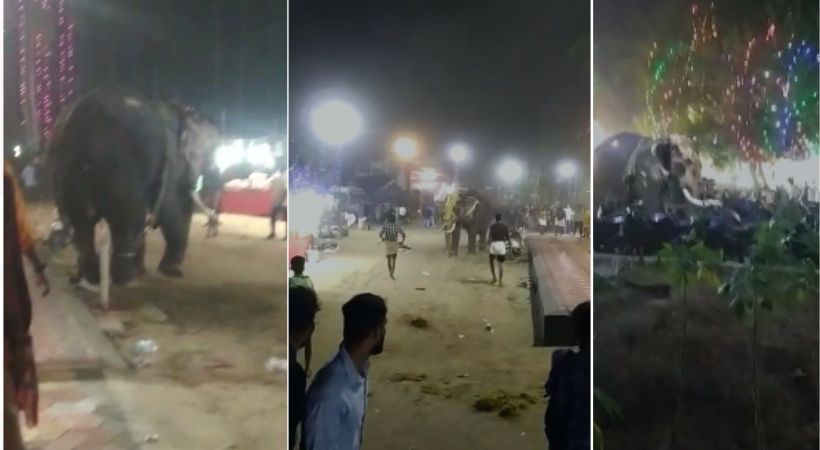 elephant became violent during temple uts