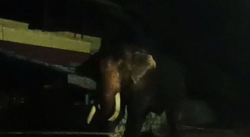 elephant ran amoke in ernakulam