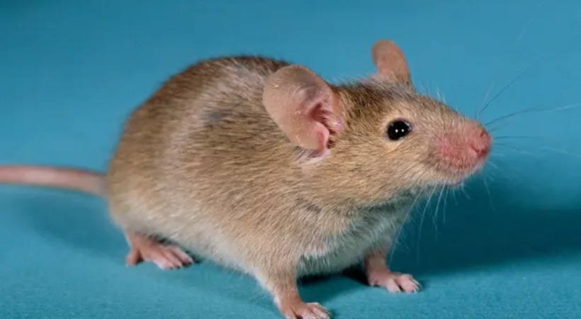 Mice with two biological dads