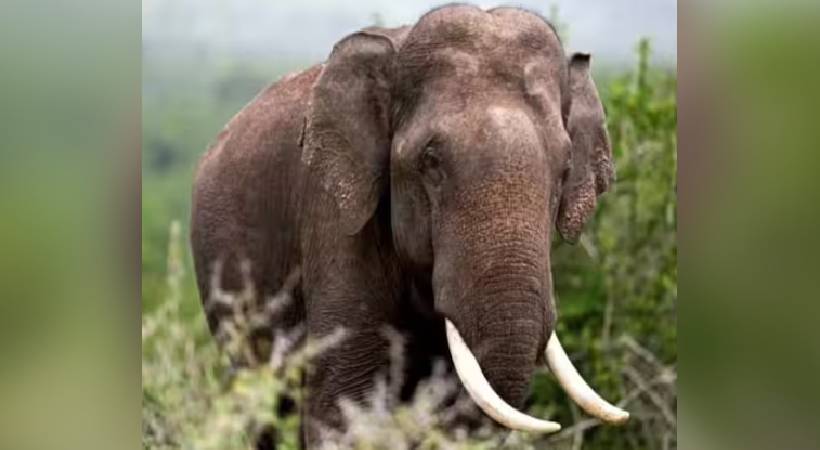 Forest department mission to trap Arikomban elephant
