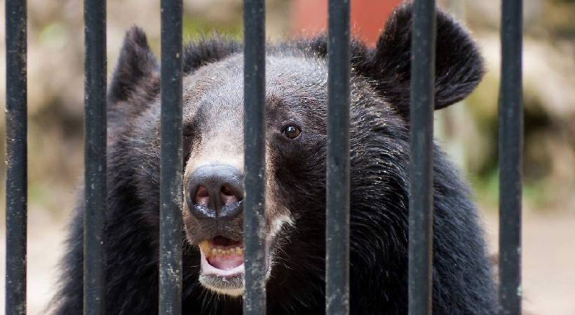 bear was kept at home thinking it was a dog in china