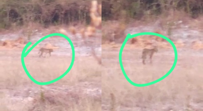 Video from Vadakkanchery was not about leopard its cat say forest department