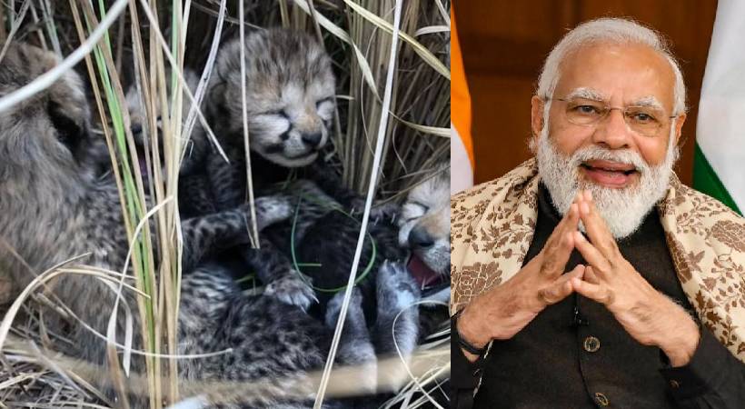 Cheetah From Namibia Gives Birth To Four Cubs Prime Minister shared tweet