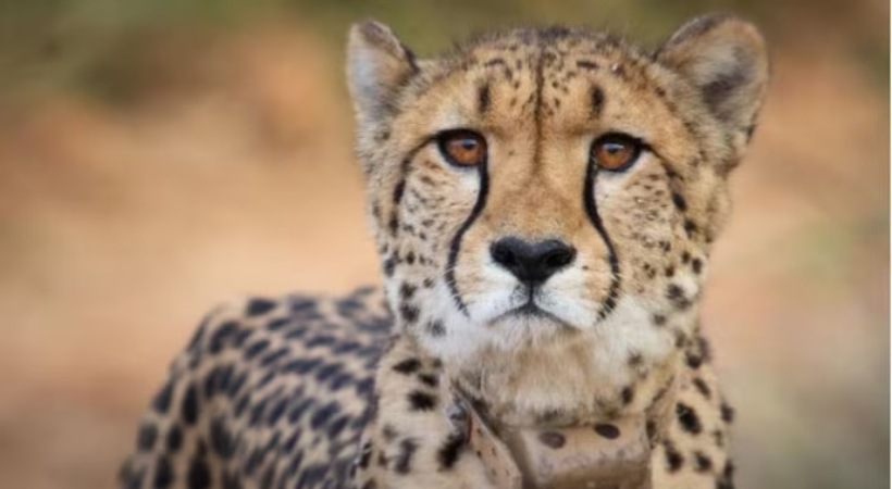 One of eight cheetahs introduced at Kuno National Park dies of kidney ailment