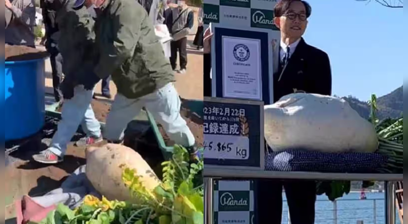 world's heaviest radish