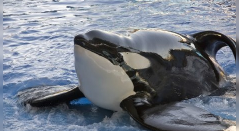 Loneliest Whale In The World Kiska Died