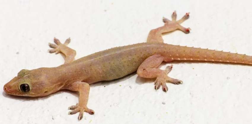 how-to-get-rid-of-lizards-naturally-and-permanently