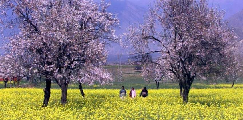 Arrival of spring in Kashmir, thousands of almond trees in full bloom