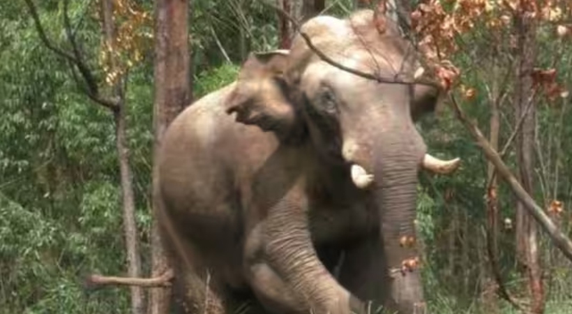 Wild elephant named arikkomban attack in idukki chinnakanal