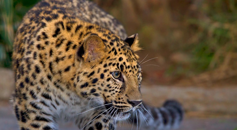 leopard found dead on the road in Wayanad