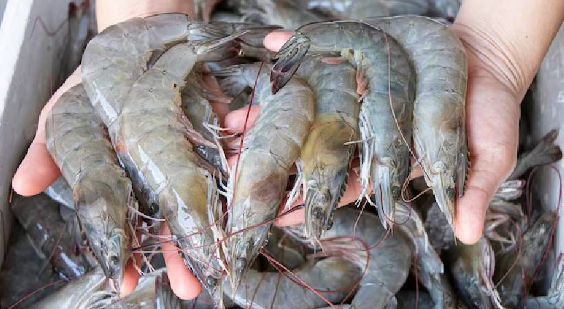 Saudi Arabia temporarily banned Shrimps importing from India