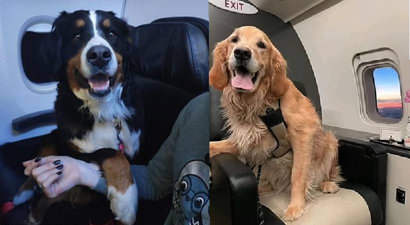 rescue dogs returning from turkey in plance first class