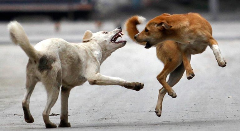 Stray dog attack in Kunnamkulam Thrissur