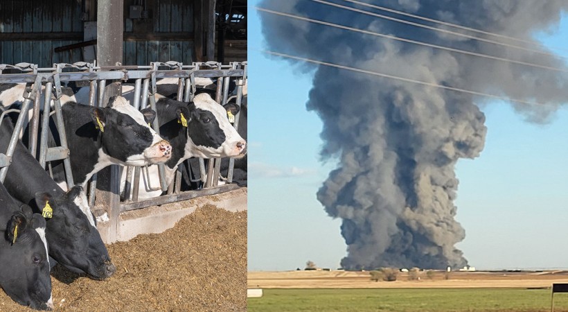 18000 cows killed in Texas dairy farm explosion