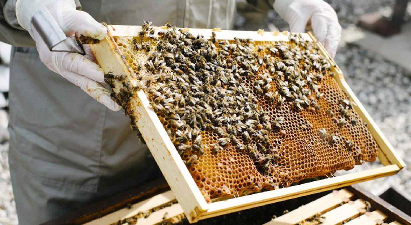 kerala honey bee farmers under crisis