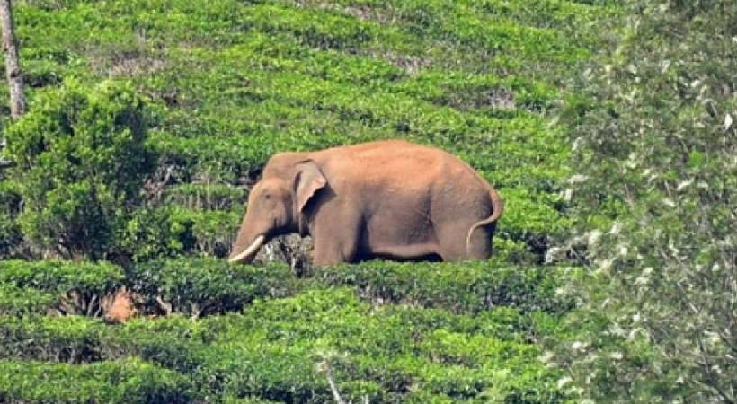 mission arikomban kumki elephants transported to 301 colony