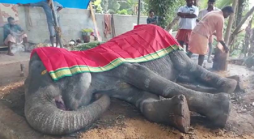 kottayam cheruvally temple elephant kusumam dead