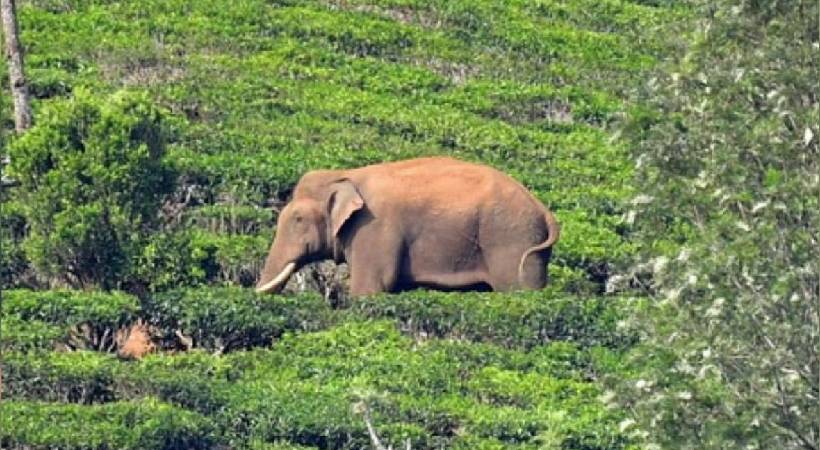 Forest department may shift Arikomban to Neyyar