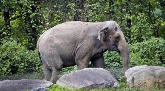 മിഷൻ അരിക്കൊമ്പൻ:  വനംവകുപ്പിന്റെ ദൗത്യം നിർണായകഘട്ടത്തിൽ; പടക്കം പൊട്ടിച്ച് കുന്നിറക്കുന്നു
