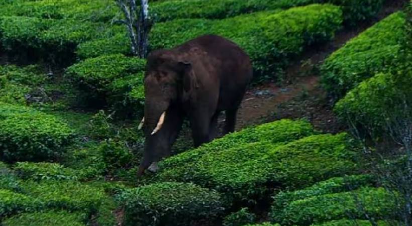arikomban goes missing