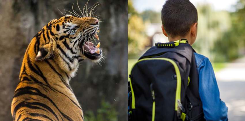 5 year old boy attack tiger