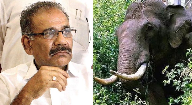 അരിക്കൊമ്പൻ: പരിസ്ഥിതി വാദികൾക്കെതിരെ വീണ്ടും വിമർശനവുമായി മന്ത്രി എ.കെ. ശശീന്ദ്രൻ അരിക്കൊമ്പൻ: പരിസ്ഥിതി വാദികൾക്കെതിരെ വീണ്ടും വിമർശനവുമായി മന്ത്രി എ.കെ. ശശീന്ദ്രൻ