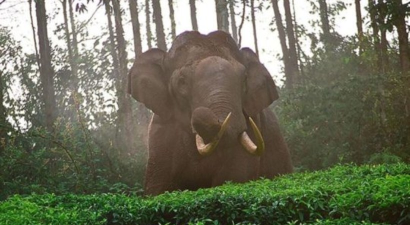 Image of Arikomban
