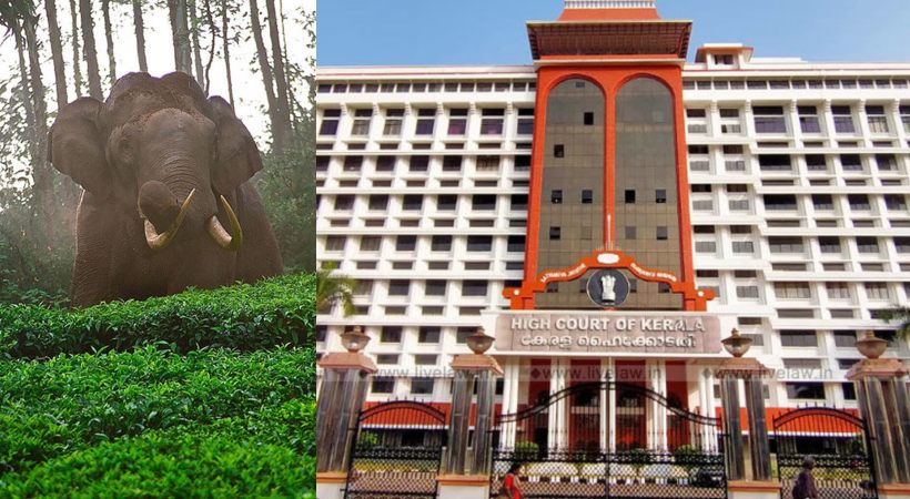 Arikomban case again in High Court today