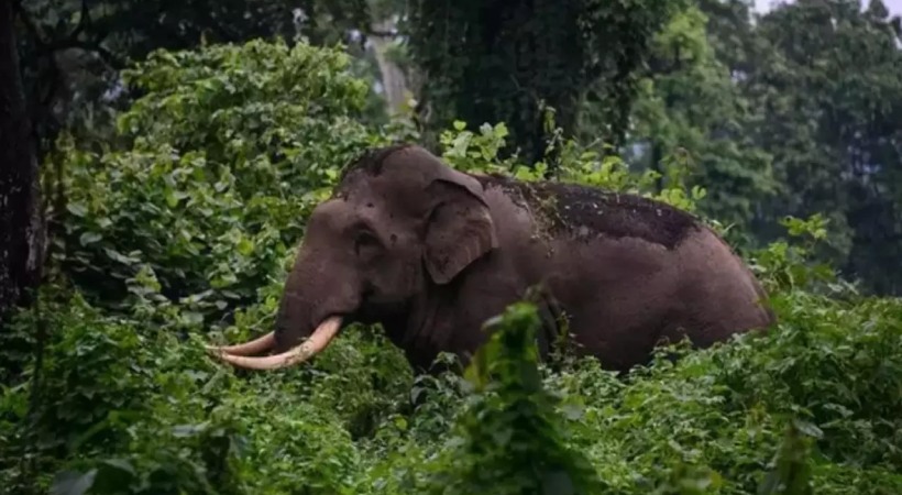 Image of Arikomban roaming in idukki