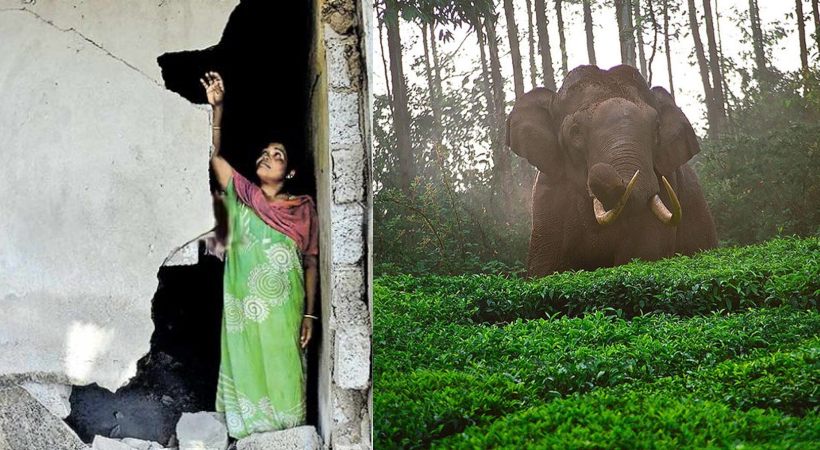 House destroyed in wild elephant attack at Idukki