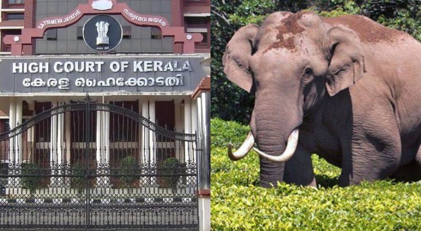 images of Kerala HC and Arikomban