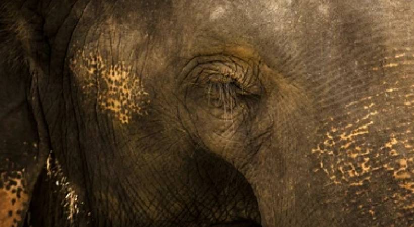 Malambuzha wild elephant corpse found