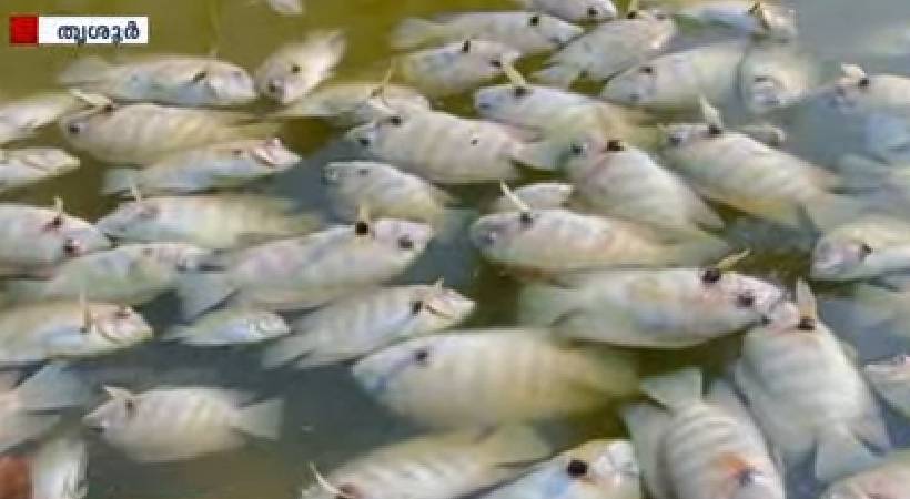 thrissur 500 kilogram pearl spot died