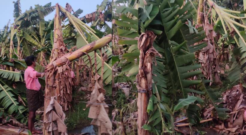 sudden cyclone in thrissur 2000 plantains fell