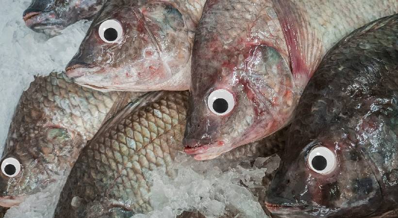 kilimanoor 80 kilogram filthy food seized