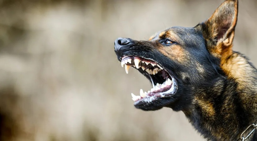 Newborn dies after dog bites in karnataka